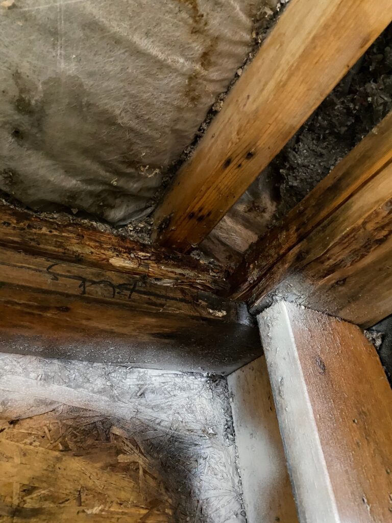 mold growing on water soaked beams